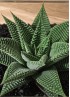 HAWORTHIA SPIDER WHITE