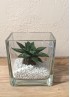 HAWORTHIA SPIDER WHITE