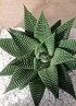 HAWORTHIA SPIDER WHITE