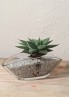 HAWORTHIA SPIDER WHITE