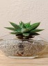 HAWORTHIA SPIDER WHITE