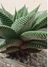 HAWORTHIA SPIDER WHITE