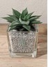 HAWORTHIA SPIDER WHITE