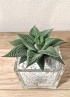 HAWORTHIA SPIDER WHITE