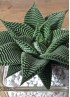 HAWORTHIA SPIDER WHITE