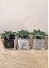 HAWORTHIA SPIDER WHITE