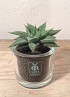 HAWORTHIA SPIDER WHITE