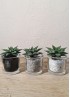 HAWORTHIA SPIDER WHITE