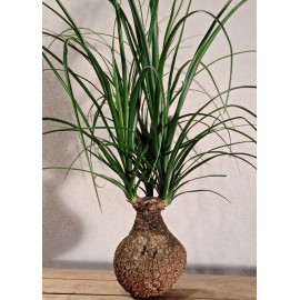 BEAUCARNEA S