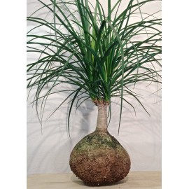 BEAUCARNEA XL
