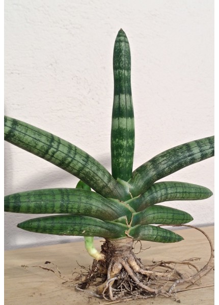 SANSEVIERIA BONCEL