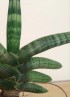 SANSEVIERIA BONCEL