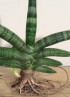 SANSEVIERIA BONCEL