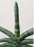 SANSEVIERIA BONCEL