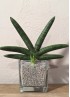 SANSEVIERIA BONCEL