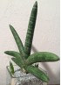 SANSEVIERIA BONCEL