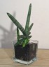 SANSEVIERIA BONCEL