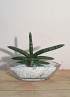 SANSEVIERIA BONCEL