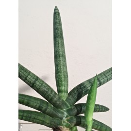SANSEVIERIA BONCEL