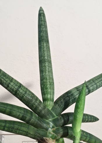 SANSEVIERIA BONCEL