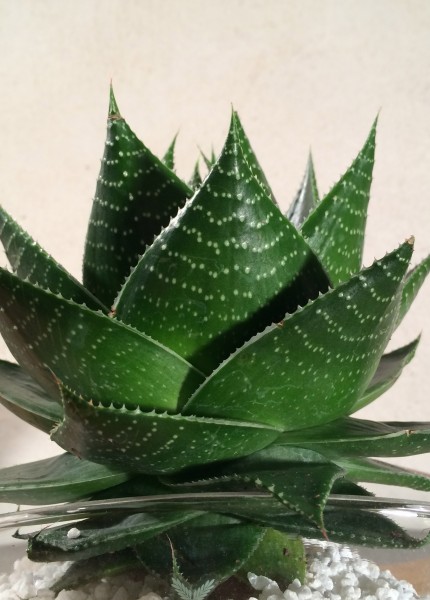 Aloe Cosmo S