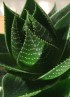 Aloe Cosmo S