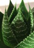 Aloe Cosmo S