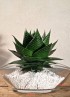 Aloe Cosmo S