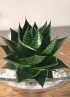 Aloe Cosmo S