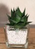 Aloe Cosmo S