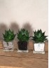 Aloe Cosmo S