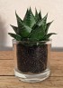 Aloe Cosmo S