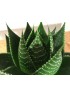 aloe Cosmo m