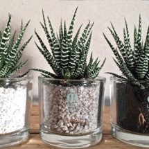 Haworthias