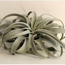 Tillandsias