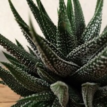 Haworthia Concolor