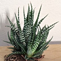 Haworthia Big Band