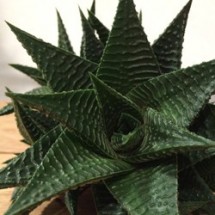 Haworthias Limfolia