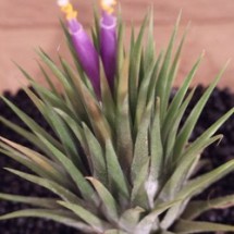 Tillandsia Ionantha ionantha