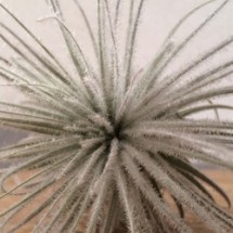 Tillandsia Tectorium