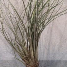 Tillandsia Juncea