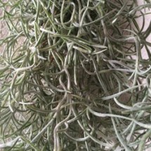 Tillandsia Usneoides