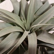 Tillandsia Xerographica