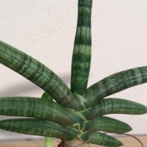 SANSEVIERIA