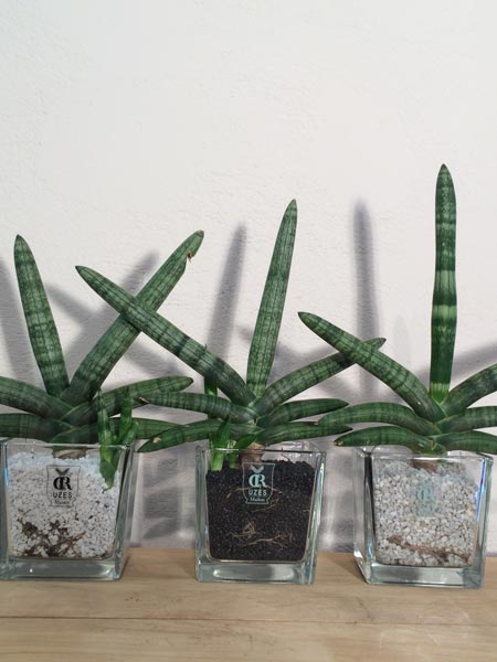 sansevieria