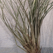 Tillandsia Juncea